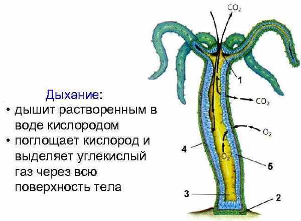 Kraken ru зеркало сайта